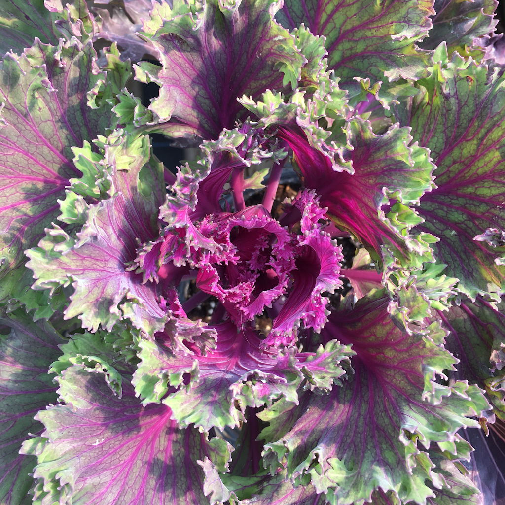 Better Earth Gardens & Tropicals | 1629 K. L. O. Rd, Kelowna, BC V1W 3P3, Canada | Phone: (250) 861-1881