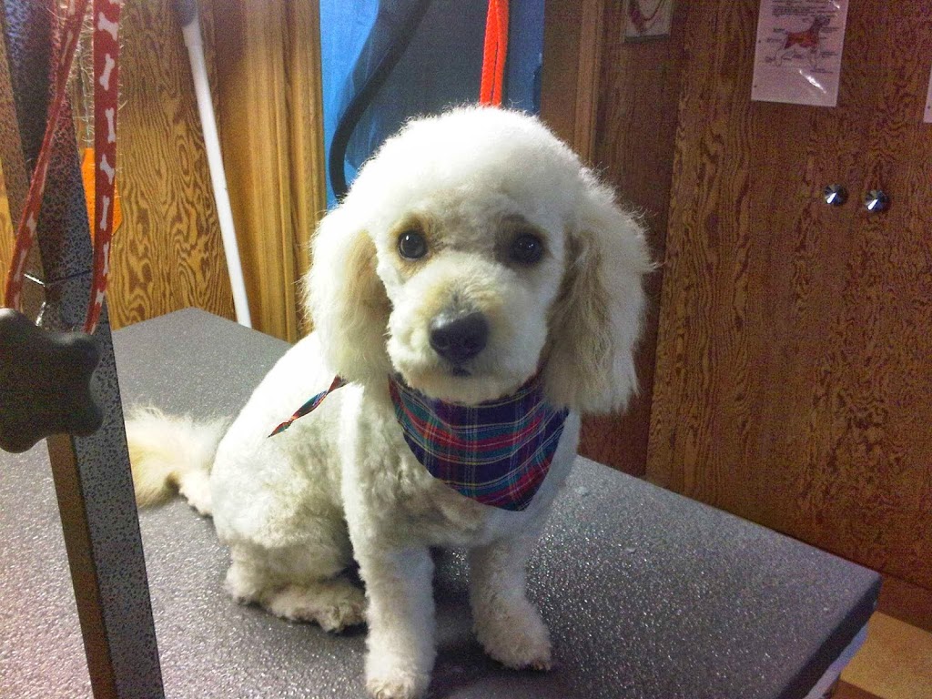 Nice N Neat Pet Grooming | 53 London Rd, Hensall, ON N0M 1X0, Canada | Phone: (226) 448-2623
