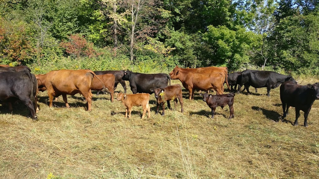 Grazing Days | 567 Rang Ste Julie E, Saint-André-Avellin, QC J0V 1W0, Canada | Phone: (613) 898-9136