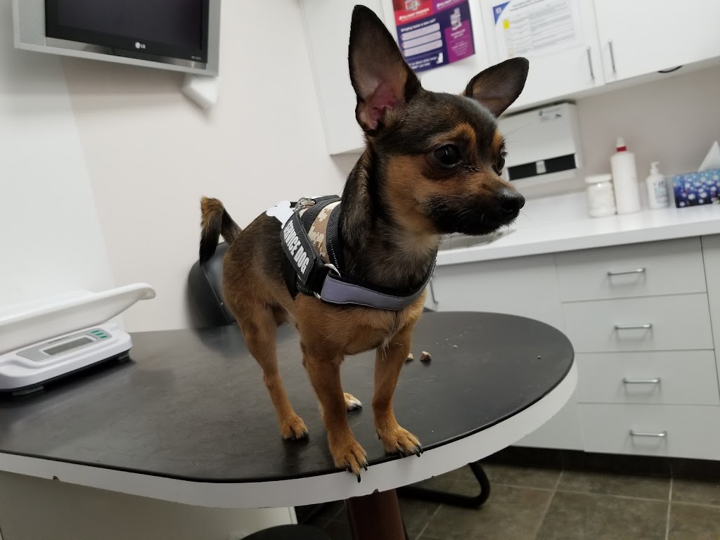 Animal Hospital of Manitoba | 995 Main St, Winnipeg, MB R2W 3P8, Canada | Phone: (204) 586-3334