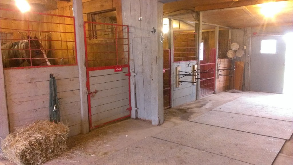 Black Bay Horse Farm | 250 Chemin de la Baie, Luskville, QC J0X 2G0, Canada | Phone: (819) 665-3614
