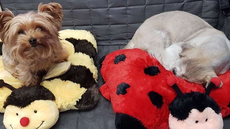 Senior Paws Pet Services | 36 Brookshire Ct Unit 6, Bedford, NS B4A 4E2, Canada | Phone: (902) 431-4244