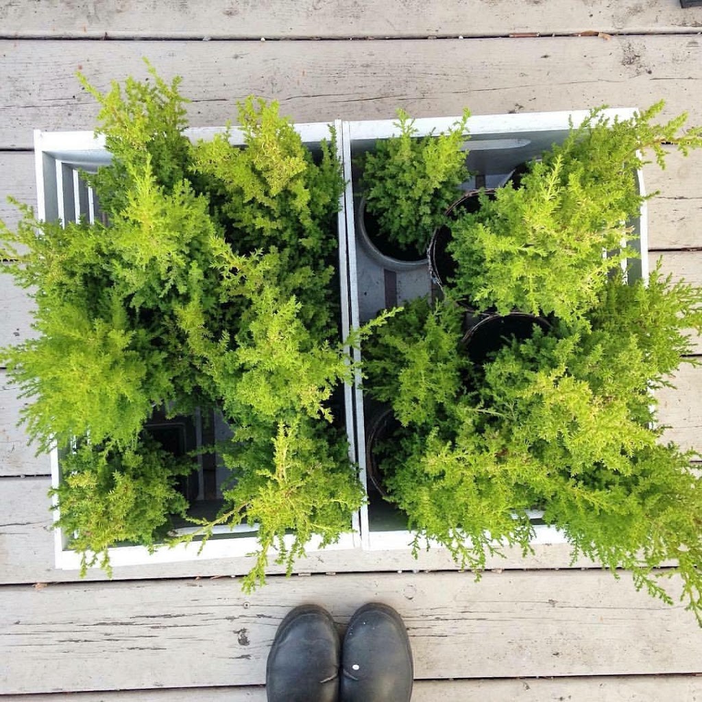FERN TORONTO | 1596 Queen St E, Toronto, ON M4L 1G2, Canada | Phone: (647) 345-3376