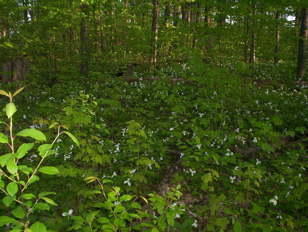 Case Woodlot | Aurora, ON L4G 5W2, Canada