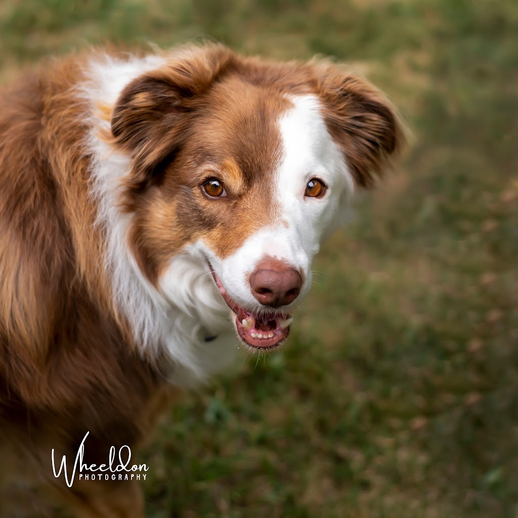 Wheeldon Photography | 380 Townline Rd E, Cayuga, ON N0A 1E0, Canada | Phone: (289) 408-8292