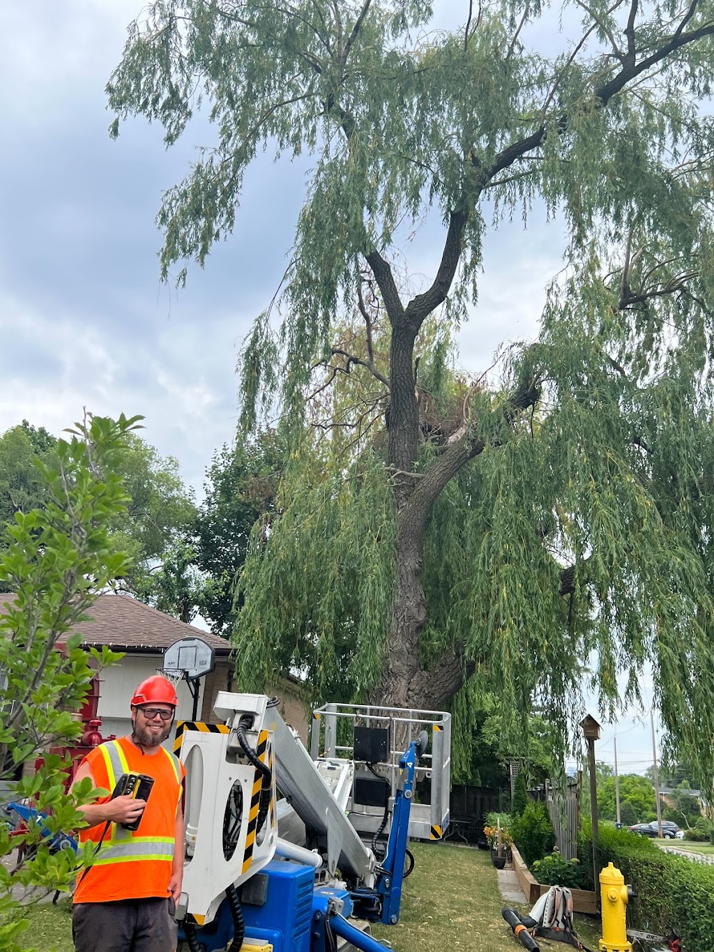 Anderstone Tree Service | 16656 Mississauga Rd, Terra Cotta, ON L7K 1L9, Canada | Phone: (416) 476-4269