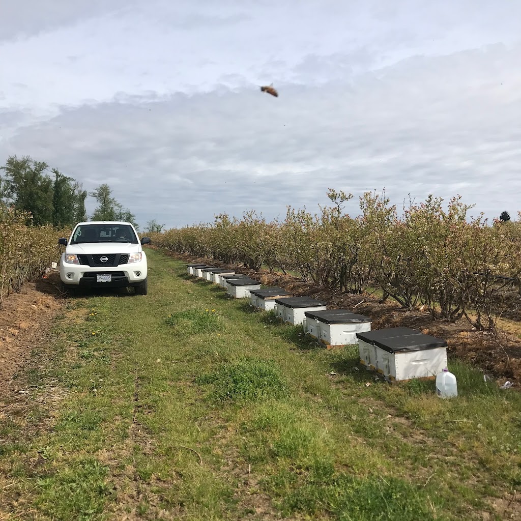 father‘s honeybee farm | 1093 216 St, Langley, BC V2Z 1R3, Canada | Phone: (778) 951-2105