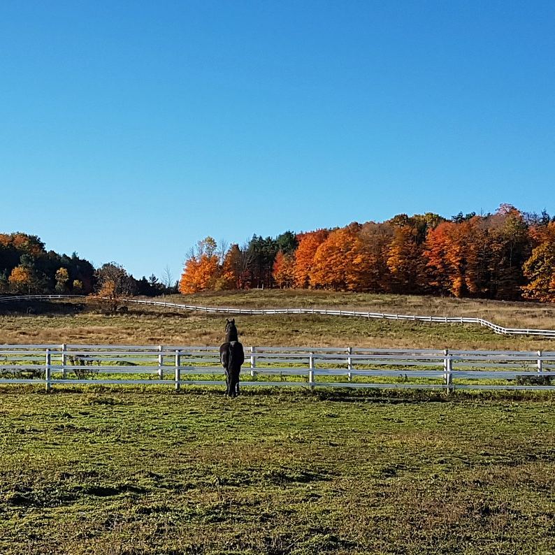 Foxbrook Farm | 1501 Ziska Rd, Bracebridge, ON P1L 1W8, Canada | Phone: (705) 380-5115