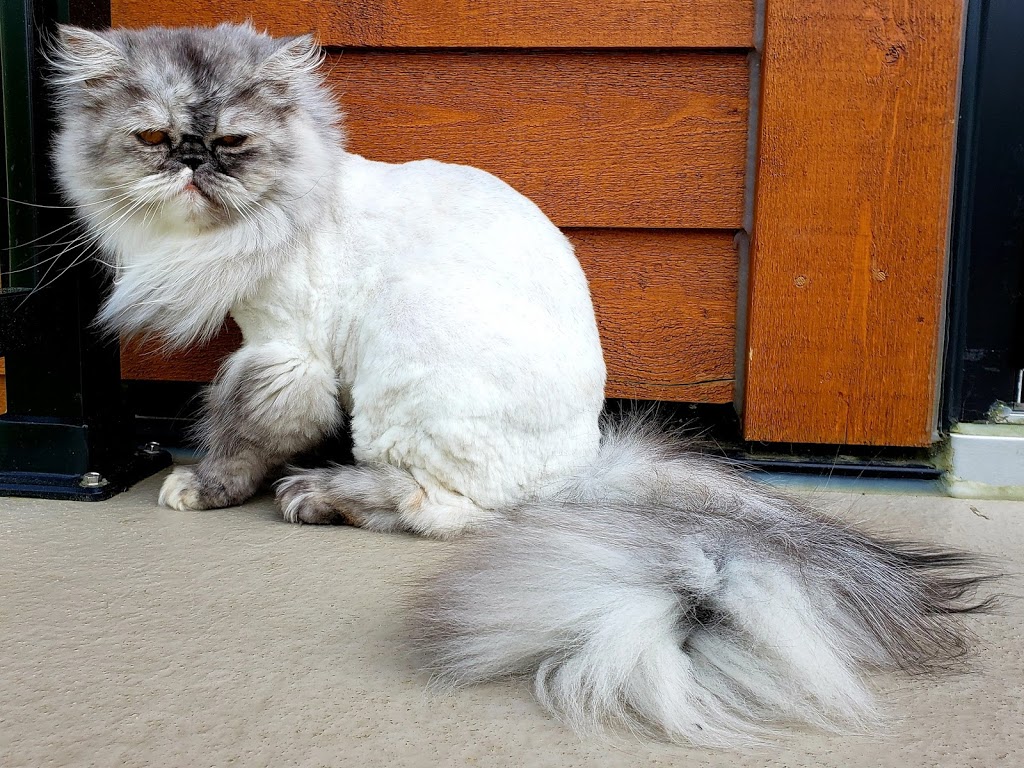 Service De Barbier Pour Chat | 674 Rue Coombs, Sherbrooke, QC J1N 2B6, Canada | Phone: (819) 791-2111