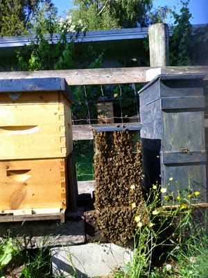 EquiFlora Micro Apiary | 7455 Carnarvon St, Vancouver, BC V6N 1K6, Canada | Phone: (604) 328-9416