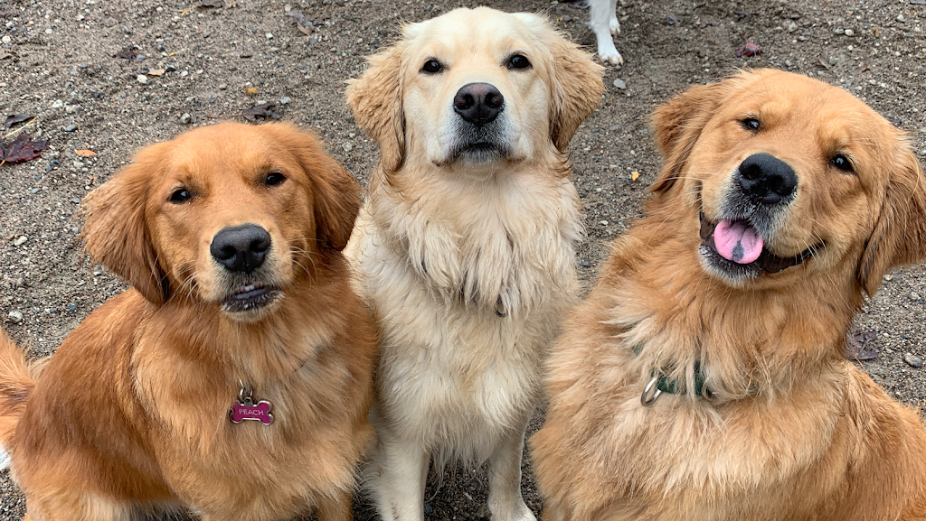 Pawsre Us Dog Walkers | 19 Fairlin Dr, Toronto, ON M9B 4J1, Canada | Phone: (647) 808-2372