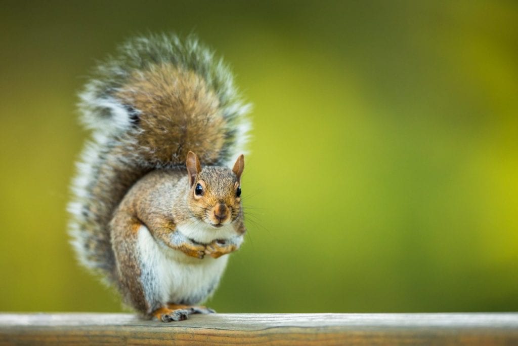 Done Right Pest and Wildlife Control | 1830 Main St W # 201, Hamilton, ON L8S 1H5, Canada | Phone: (905) 981-3663