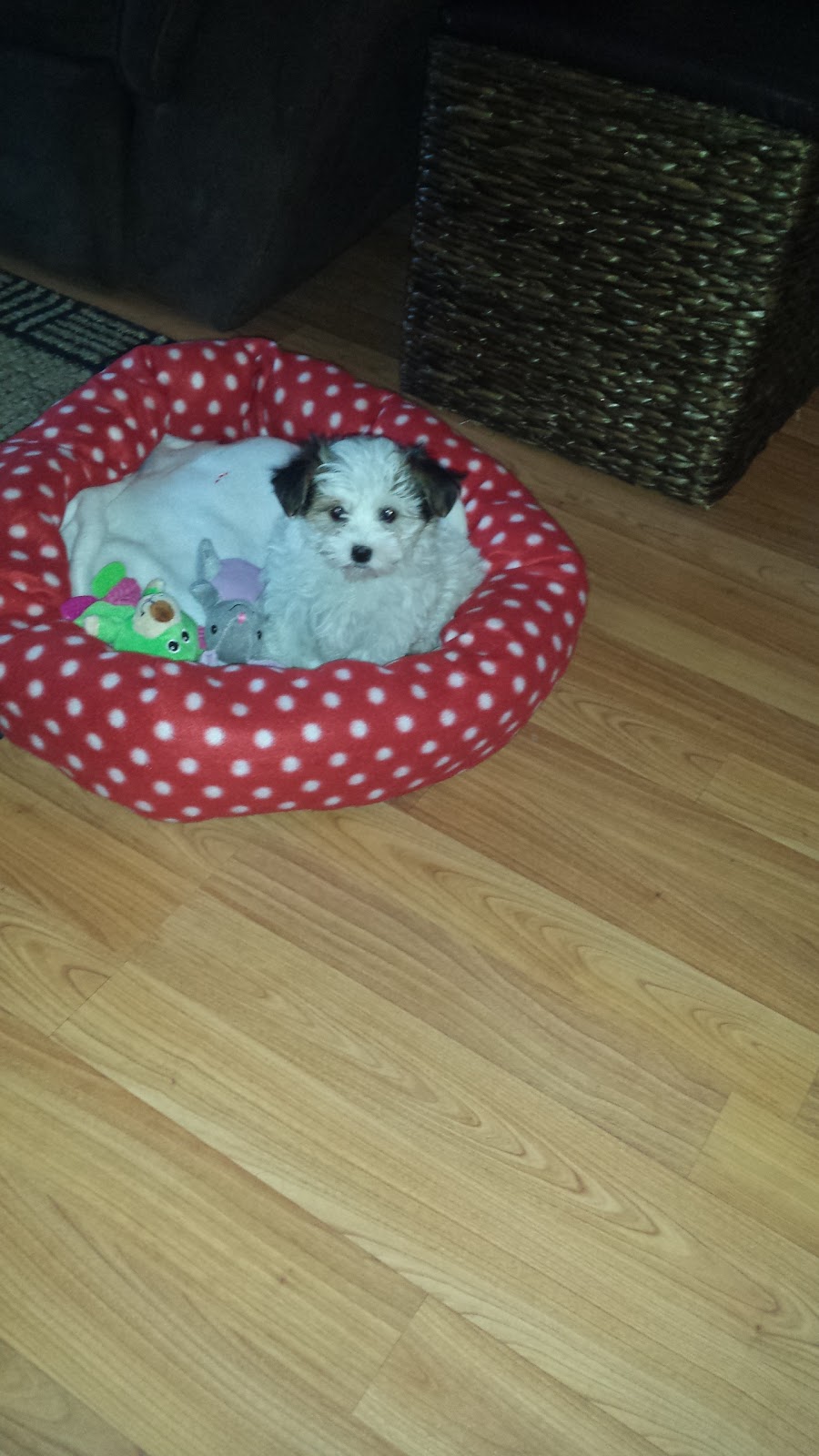 Purdypuppy | 6090 10 Sideroad, Cookstown, ON L0L 1L0, Canada | Phone: (905) 830-2290