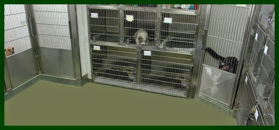 Anderson Animal Hospital | 8465 Granville St, Vancouver, BC V6P 4Z9, Canada | Phone: (604) 263-6767