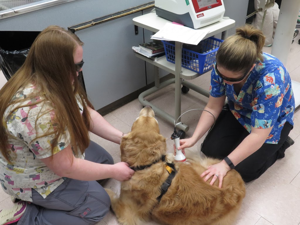 Kulshan Veterinary Hospital | 8880 Benson Rd, Lynden, WA 98264, USA | Phone: (360) 354-5095