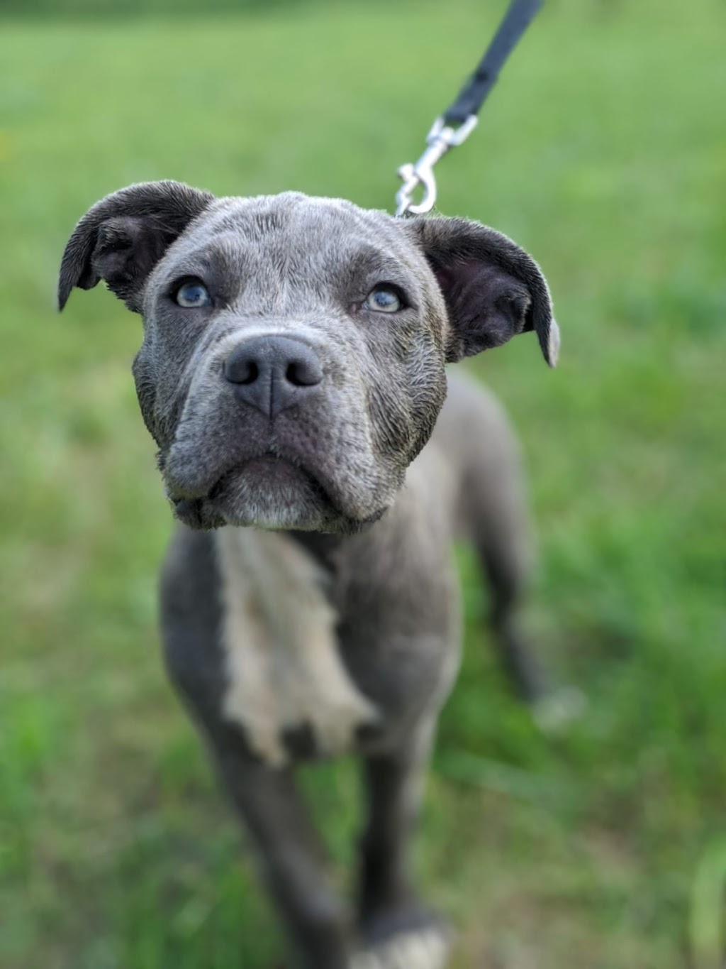 Grassroots K9 | 125795 Southgate Rd 12, Dundalk, ON N0C 1B0, Canada | Phone: (647) 687-2389