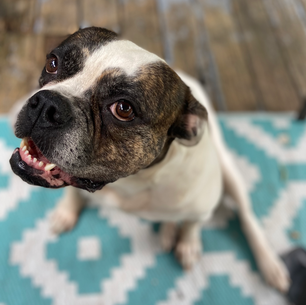 Rosebull Kennels American Bulldogs | 78 Main St S, Hagersville, ON N0A 1H0, Canada | Phone: (905) 379-4489