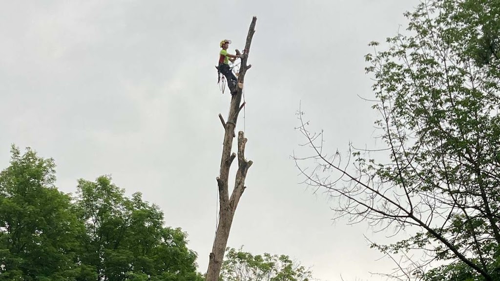 Ascents Tree Service | 8914 Adjala 10 Sideroad, Palgrave, ON L0N 1P0, Canada | Phone: (226) 500-5206
