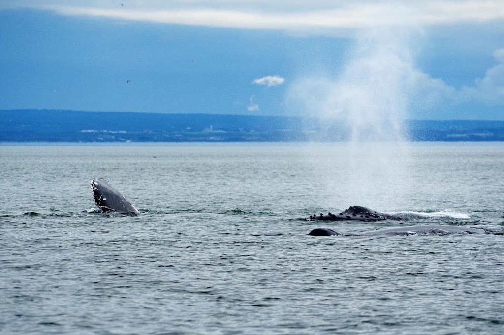 Saguenay-St-Lawrence Marine Park | 182 Rue de lÉglise, Tadoussac, QC G0T 2A0, Canada | Phone: (418) 235-4703