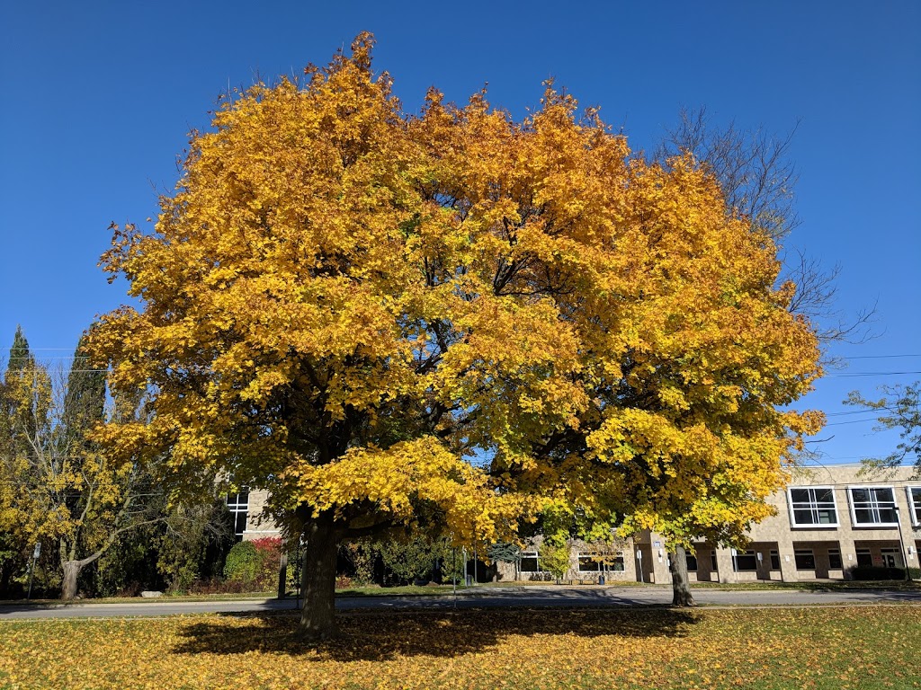 St. Mary Catholic Secondary School | 200 Whitney Ave, Hamilton, ON L8S 2G7, Canada | Phone: (905) 528-0214