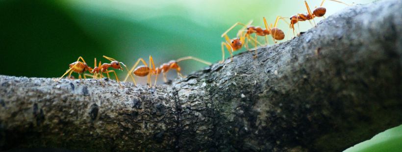 Pest Kings Wildlife & Pest Control Alliston | 140 Victoria St E, Alliston, ON L9R 1K6, Canada | Phone: (647) 988-5034