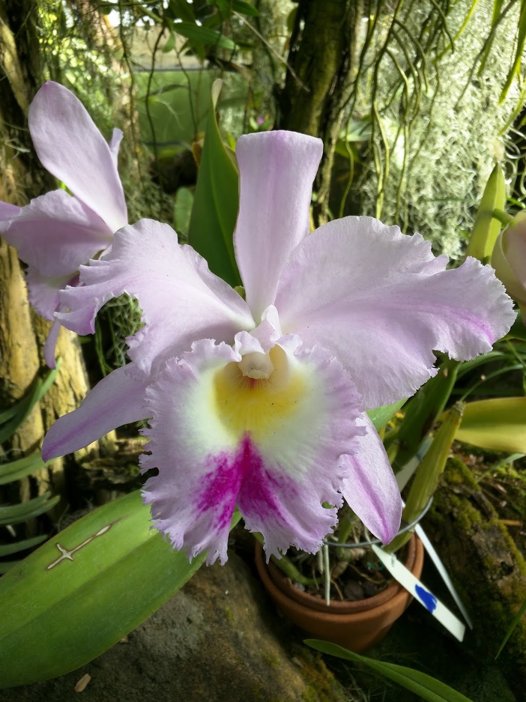 Buffalo and Erie County Botanical Gardens | 2655 South Park Ave, Buffalo, NY 14218, USA | Phone: (716) 827-1584