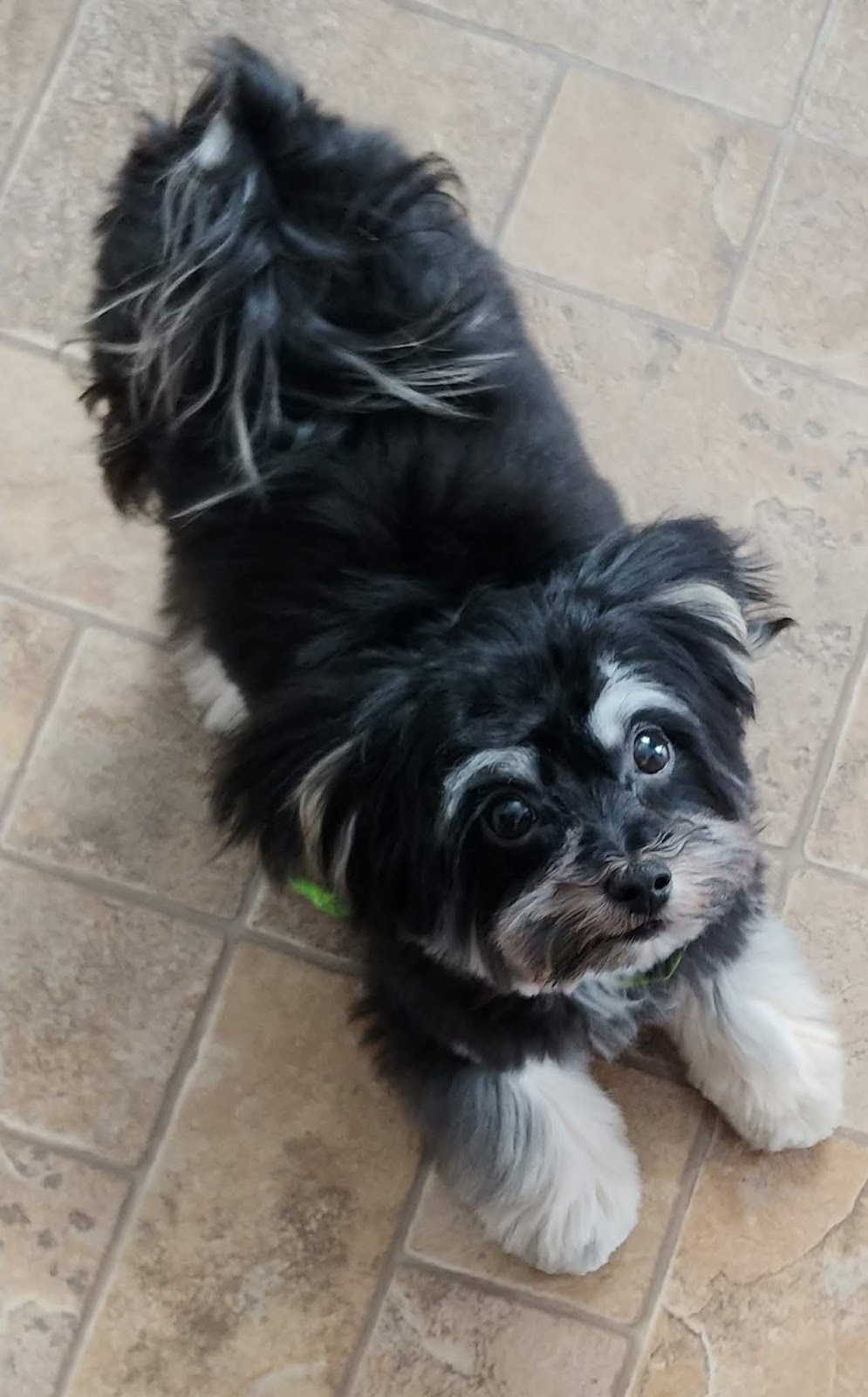 PASSION BEAUTÉ CANINE | 172 Boulevard Ste Anne, Sainte-Anne-des-Plaines, QC J0N 1H0, Canada | Phone: (450) 205-0750