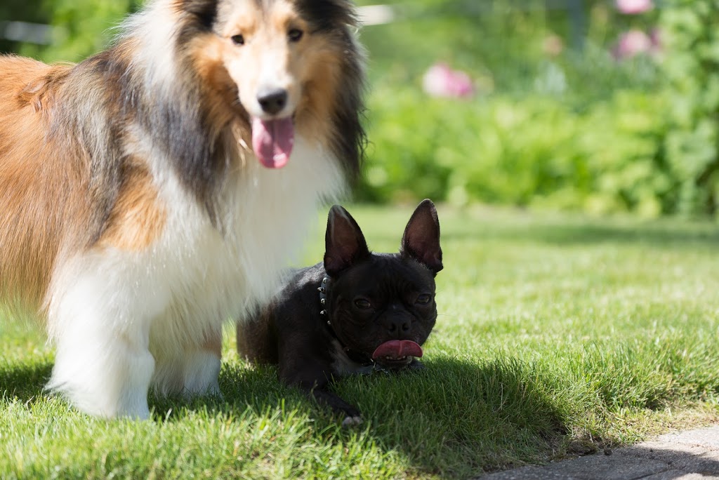 Cuttles Dog Grooming & Boutique Inc | 8099 Weston Rd Unit 26, Woodbridge, ON L4L 0C1, Canada | Phone: (905) 264-6500