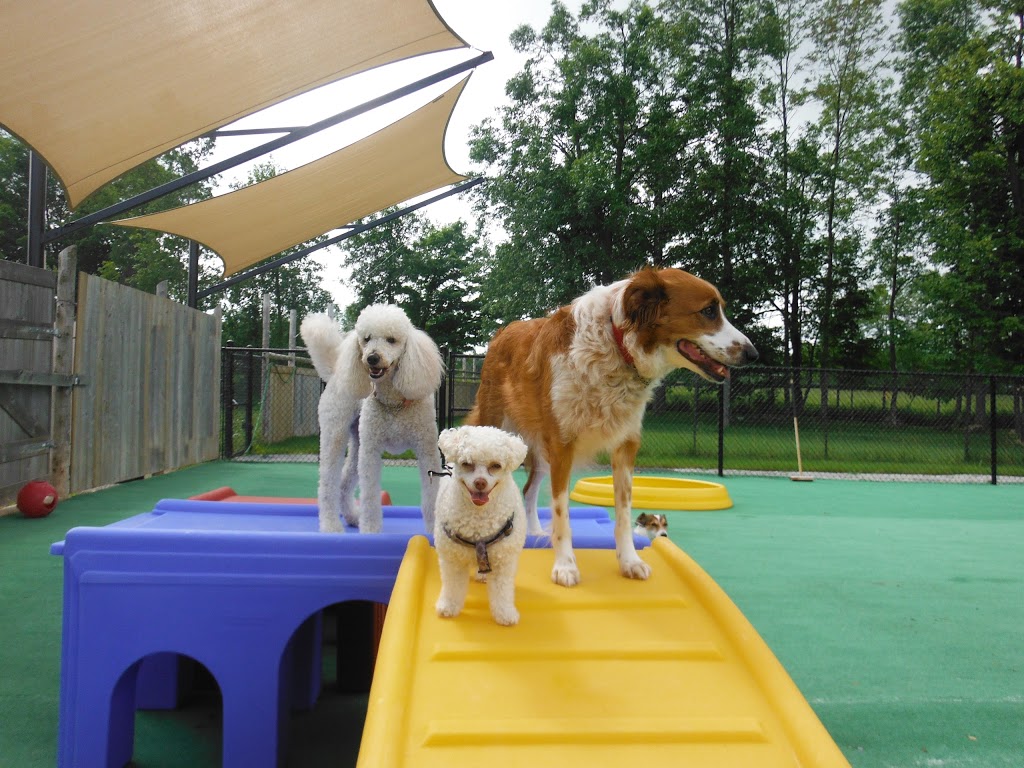 Camp Canine | 12195 Fourth Line Nassagaweya, Rockwood, ON N0B 2K0, Canada | Phone: (519) 856-0355