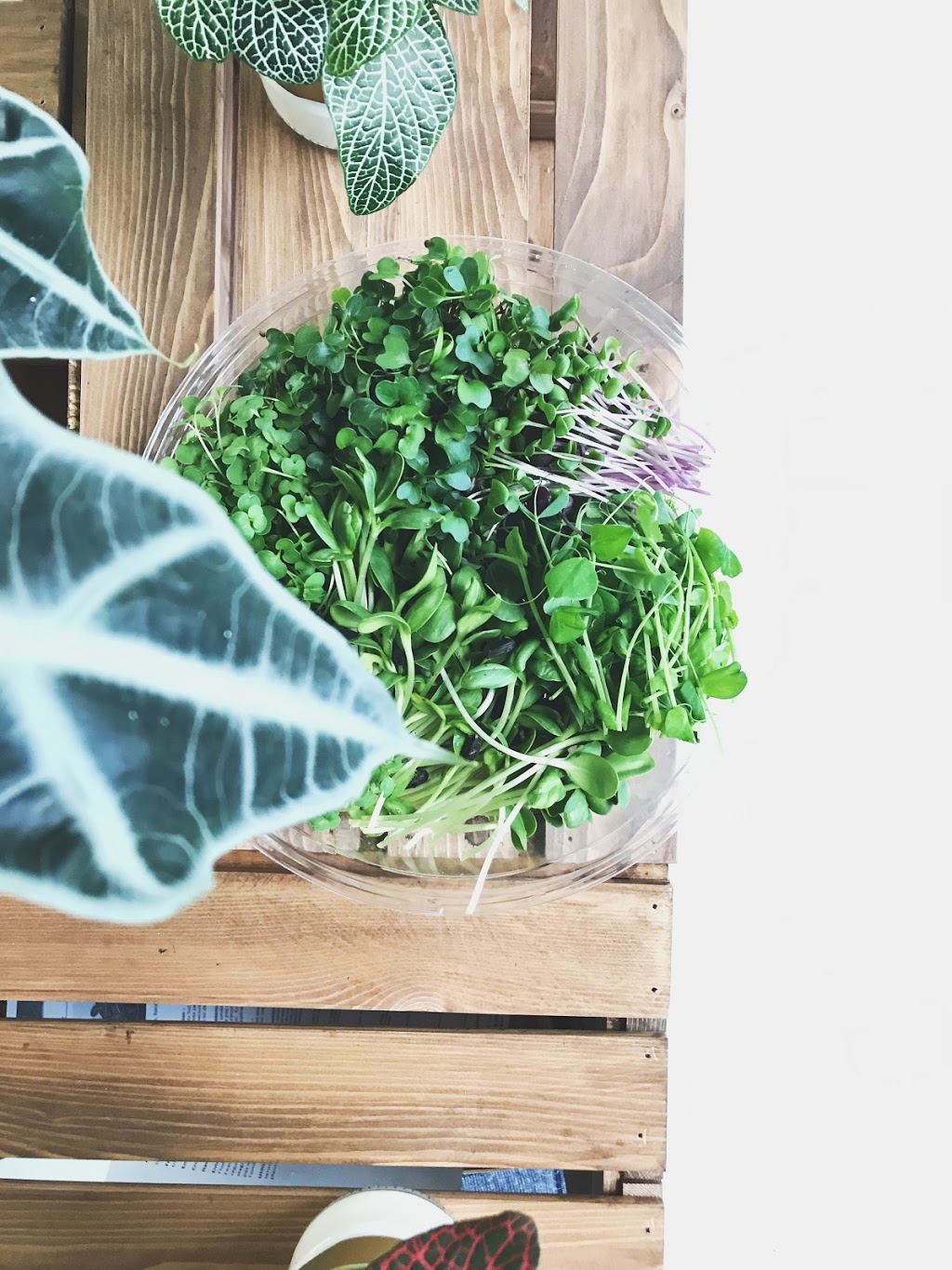 Orenda Micro Culture | 1014 Rue Albert Durand, Trois-Rivières, QC G8Z 2M7, Canada | Phone: (819) 668-2726