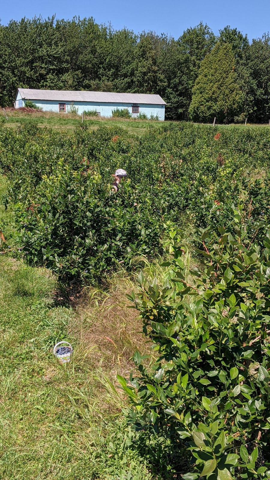 Le Repaire Bleu Fruité | 350 Chem. de Valléville, Saint-Vallier, QC G0R 4J0, Canada | Phone: (418) 884-3367