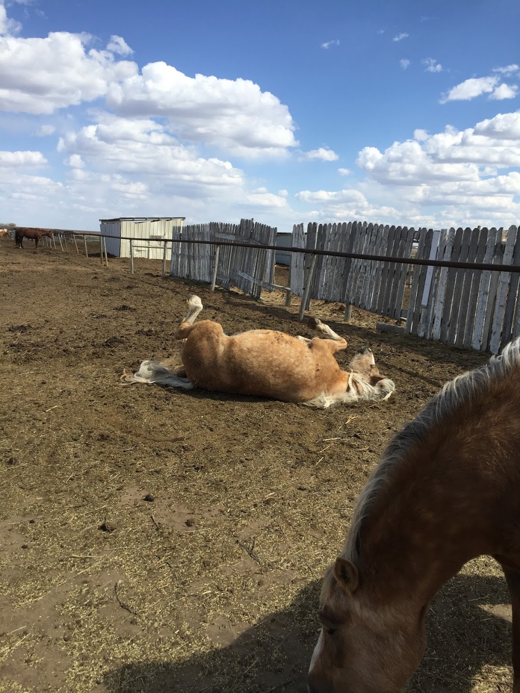 carousel riders | Moose Jaw No. 161, SK S0H 0N0, Canada | Phone: (306) 684-1289