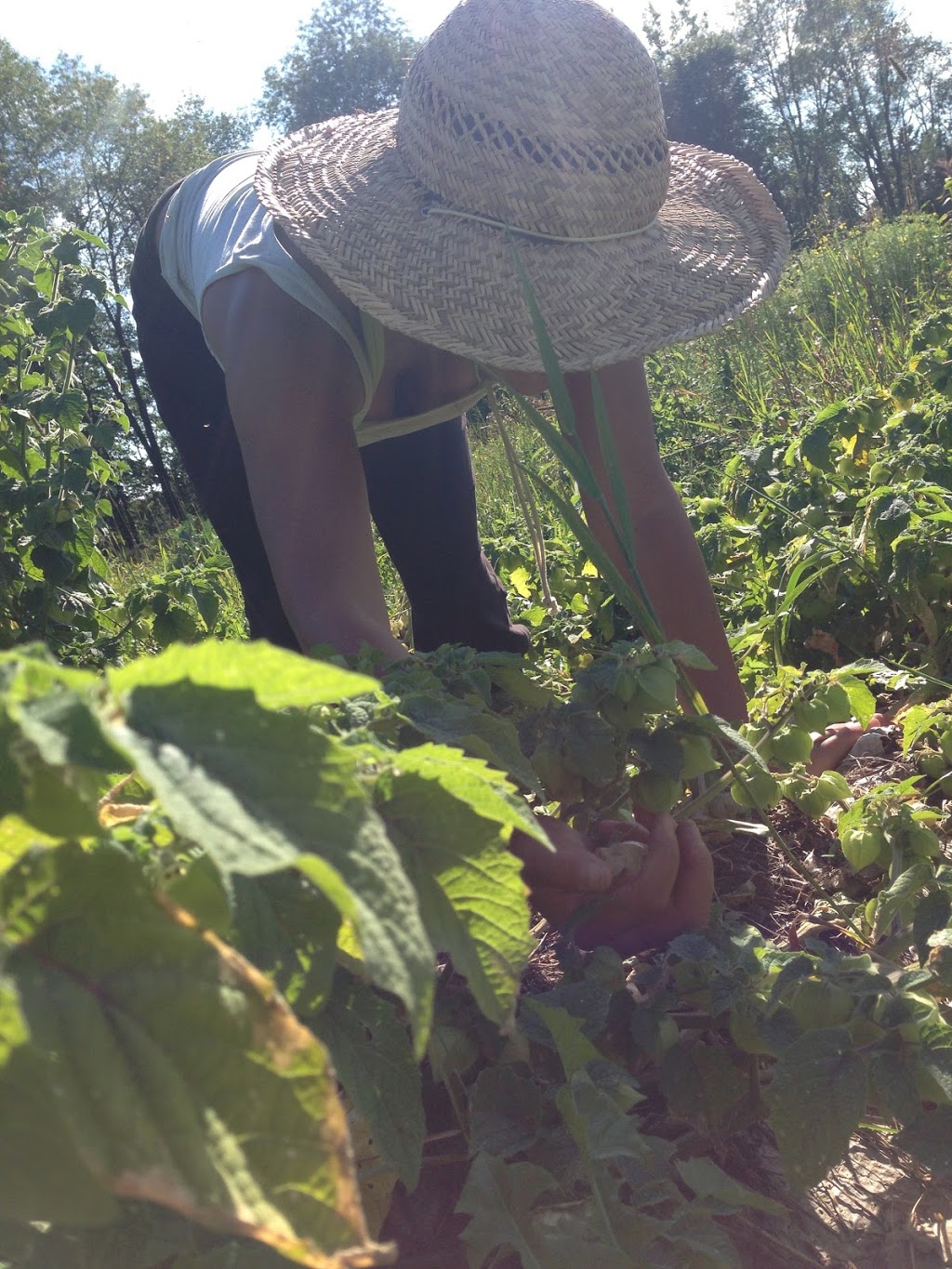 Les Jardins en Mouvement | 2766 Chemin Noiseux, Dunham, QC J0E 1M0, Canada | Phone: (514) 781-2244