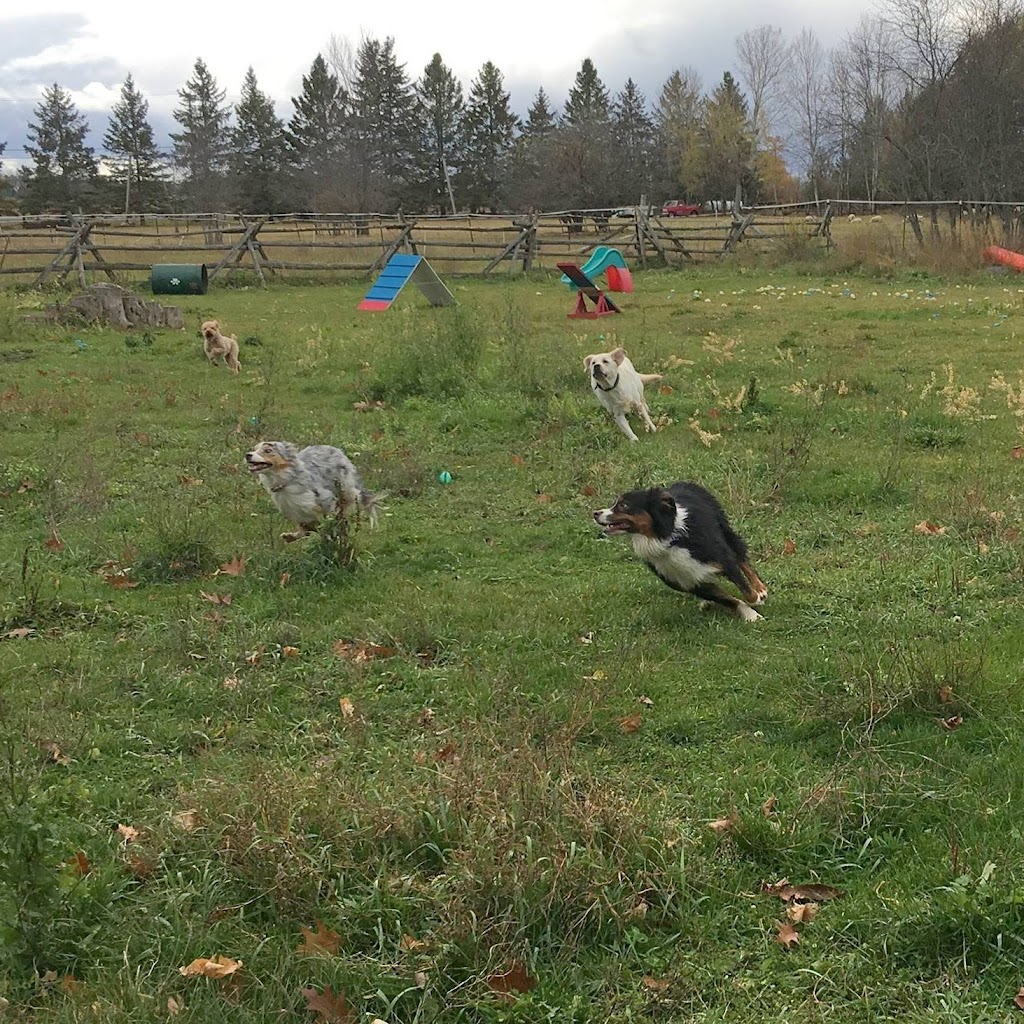 K9 Ottawa | 347 Vances Side Rd, Dunrobin, ON K0A 1T0, Canada | Phone: (613) 270-1493