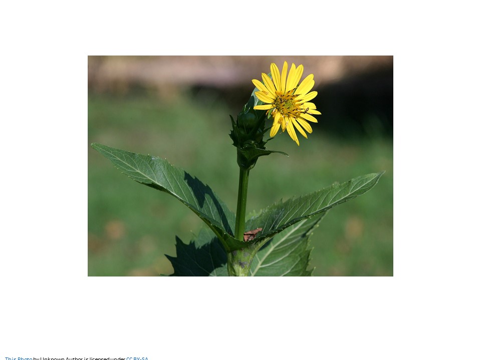 Howling Hound Farms | 6300 Walker Road, County Rd 11, Harrow, ON N0R 1G0, Canada | Phone: (519) 991-3195