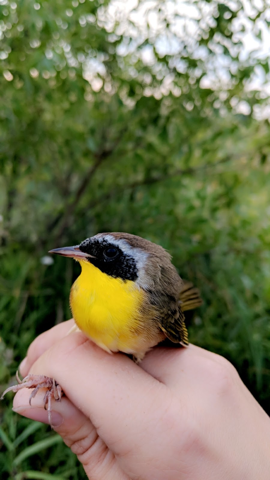 Delta Marsh Bird Observatory | Rockwood, MB R0C 3A0, Canada