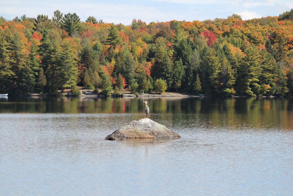 Bonnie Lake Resort | 1047 Bonnie Lake Camp Rd, Bracebridge, ON P1L 1W9, Canada | Phone: (877) 814-4141