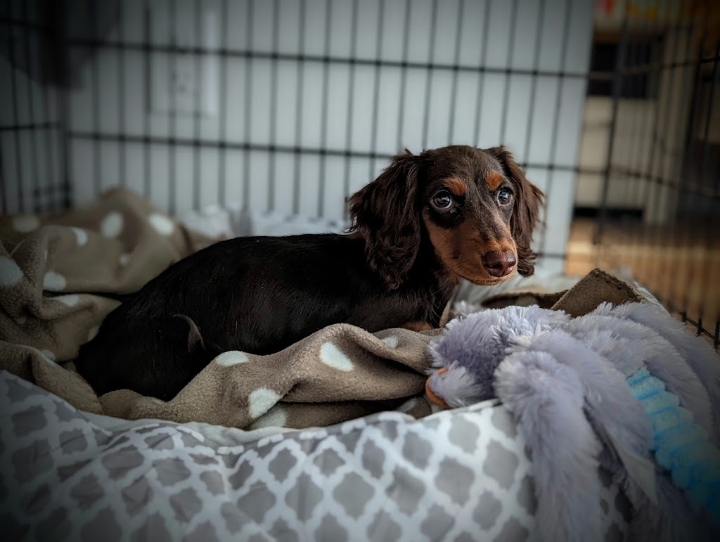 Terra Nova Canines | 23861 8 Ave, Langley, BC V2Z 2X8, Canada | Phone: (778) 549-7939