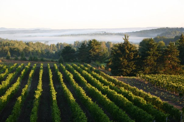 Mission Vineyard | 1044 Boulevard Pierre-Laporte, Brigham, QC J2K 4R3, Canada | Phone: (450) 263-1524