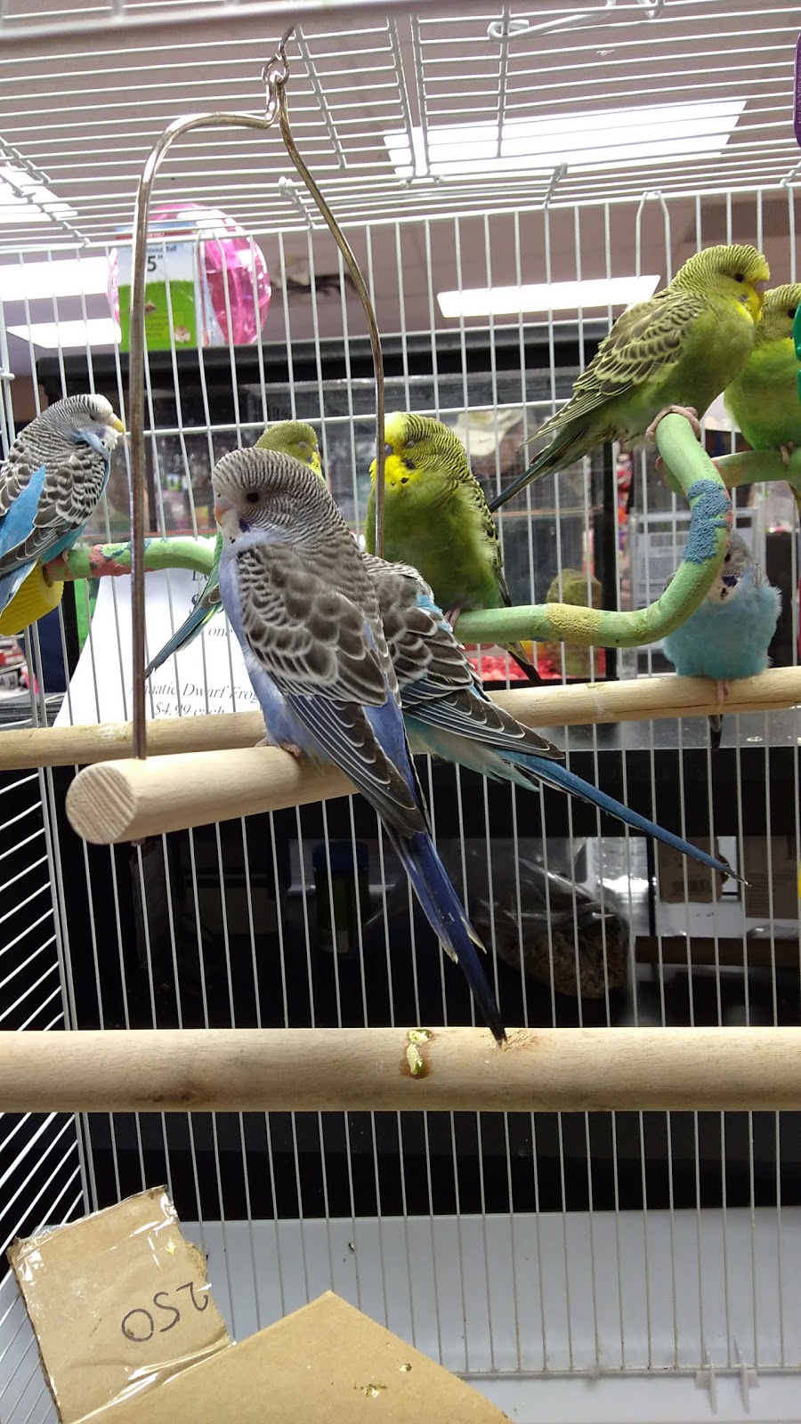 Paulmacs Pets | 144 Queen St, Lakefield, ON K0L 2H0, Canada | Phone: (705) 652-8377