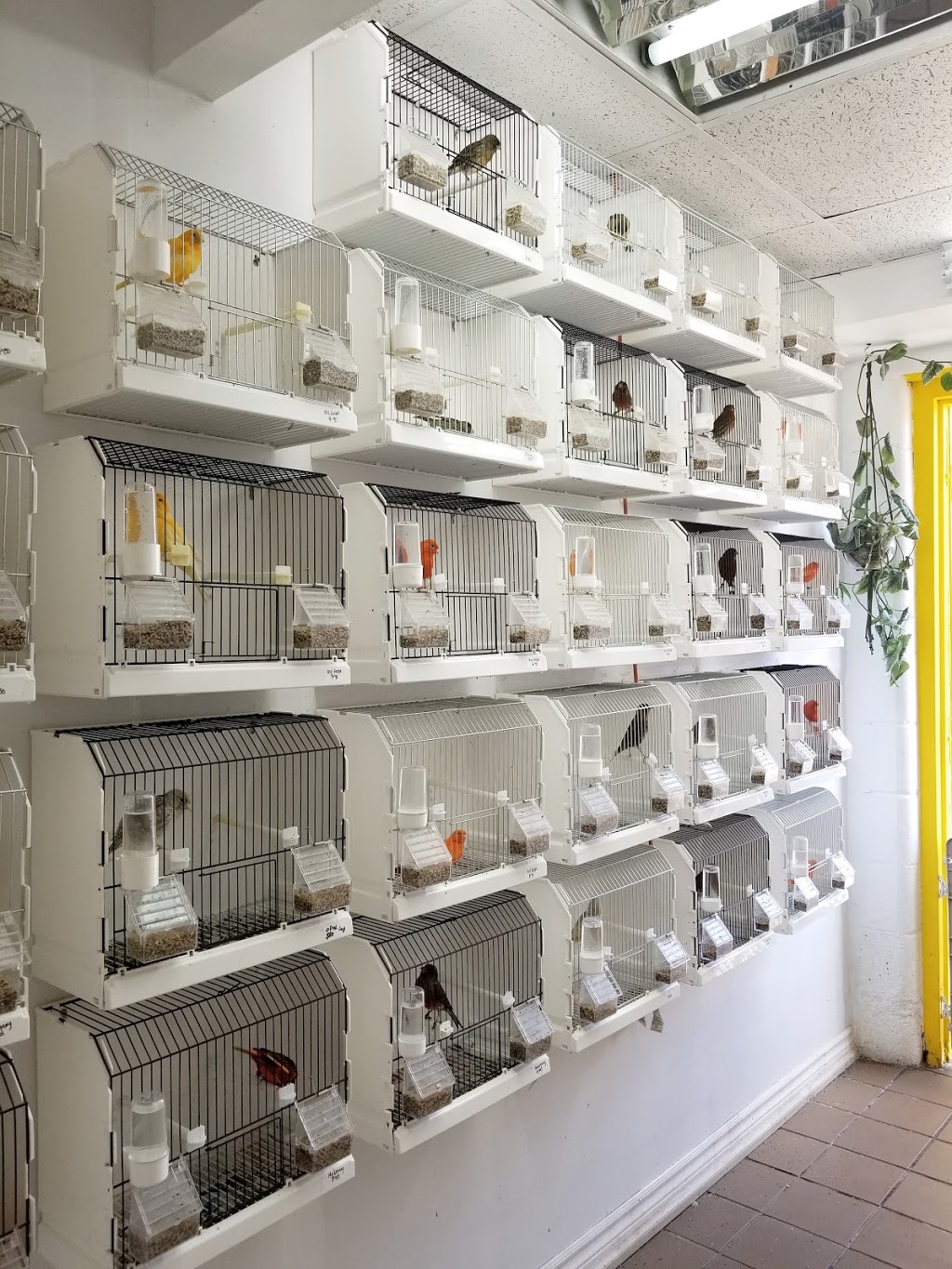 My Friend the Canary | 2655 Lawrence Ave E, Scarborough, ON M1P 2S2, Canada | Phone: (647) 550-0944