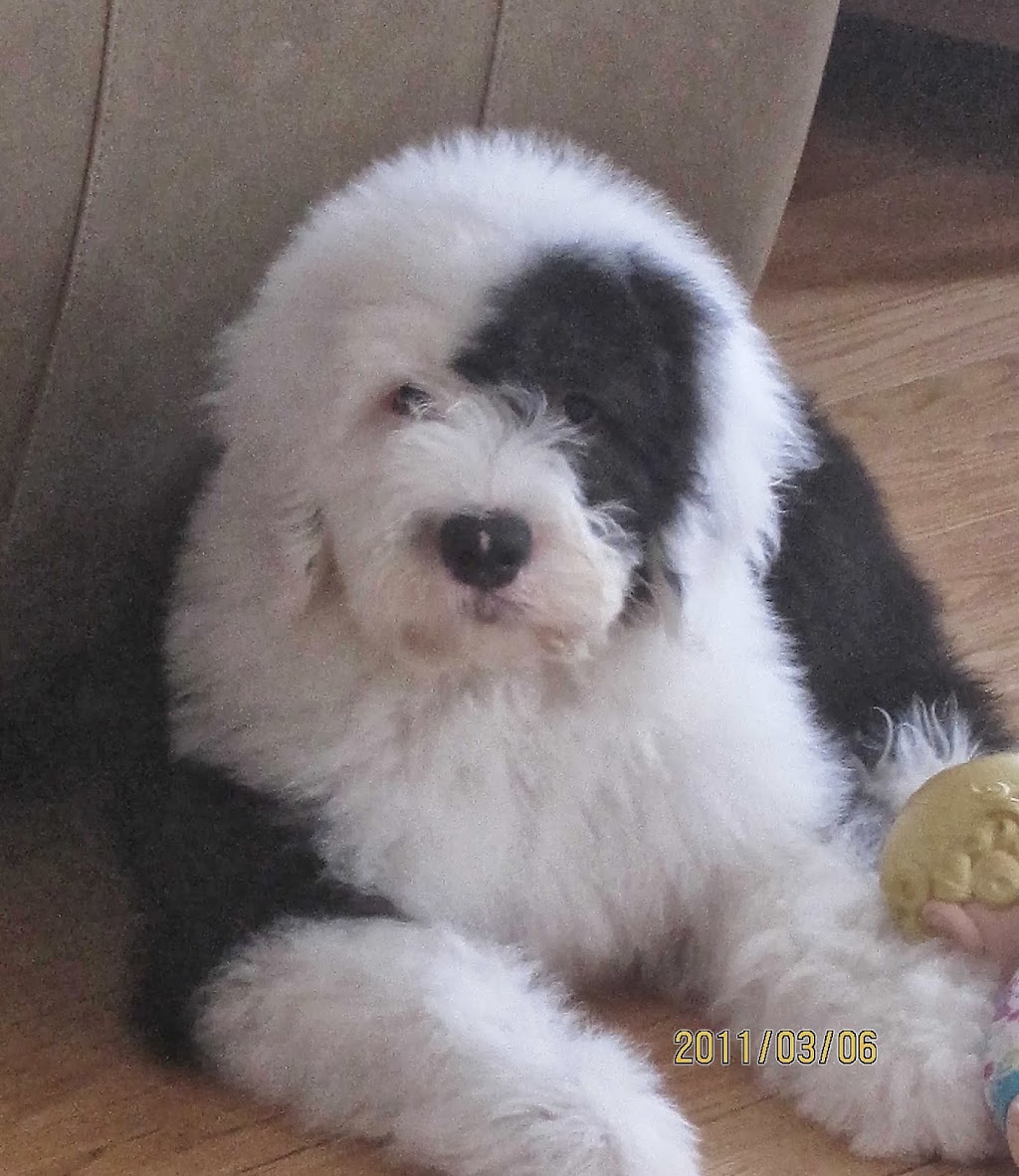 Tasiahills Reg. Old English Sheepdogs | 20 Mill St, Markham, ON L3P 1K9, Canada | Phone: (416) 399-8110