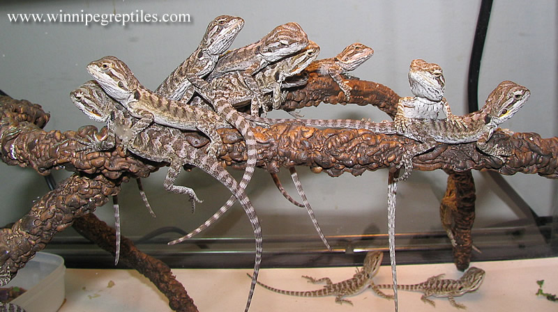 Winnipeg Reptiles | 6-1692 Dublin Ave, Winnipeg, MB R3H 1A8, Canada | Phone: (204) 632-6614