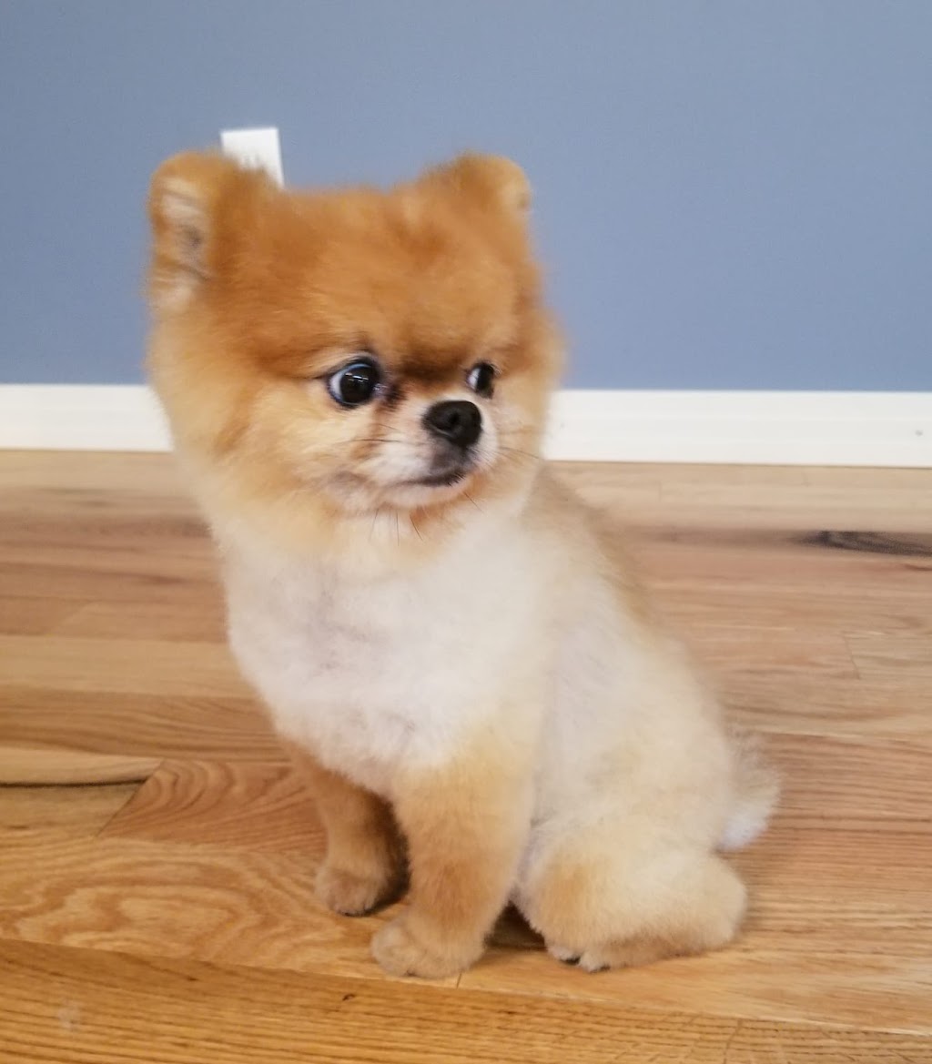 Oliver Professional Dog and Cat Grooming Spa | 970 Salter St, Winnipeg, MB R2V 3H8, Canada | Phone: (431) 335-5314