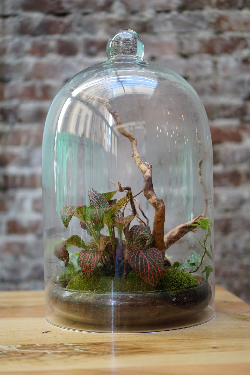 Terrarium House | 57 Lynwood Rd, Hamilton, ON L9C 6M7, Canada