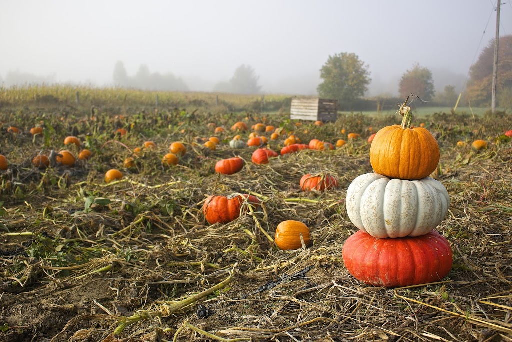 Ferme lArtisan Farm | Concession Rd 14, Fournier, ON K0B 1G0, Canada | Phone: (613) 323-2073