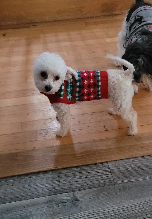 Sisters Doggy Daycare & Boarding | Grattan Rd, Sainte-Anne-de-Kent, NB E4S 1B5, Canada | Phone: (506) 521-0649