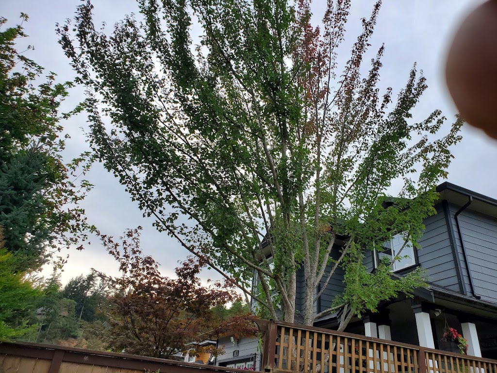 Elevated Tree Service | 681 Seedtree Rd, Sooke, BC V9Z 1C2, Canada | Phone: (778) 400-2072