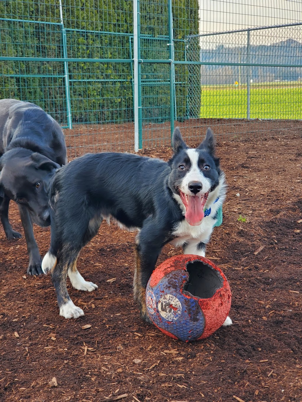 Green Acres Pet Care Centre | 2266 McDermott Rd, Abbotsford, BC V3G 2J7, Canada | Phone: (604) 504-7796