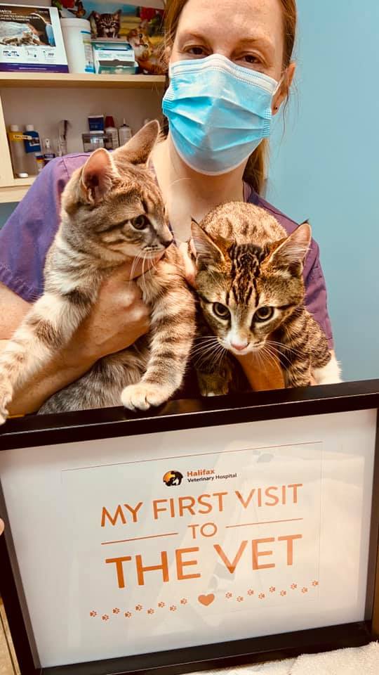Halifax Veterinary Hospital | 6485 Quinpool Rd, Halifax, NS B3L 1B2, Canada | Phone: (902) 422-8595